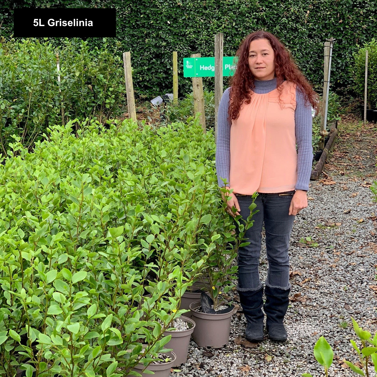 5 Griselinia Littoralis 2L Pot Evergreen Hedging Shrubs Plants 60-80cm 2ft