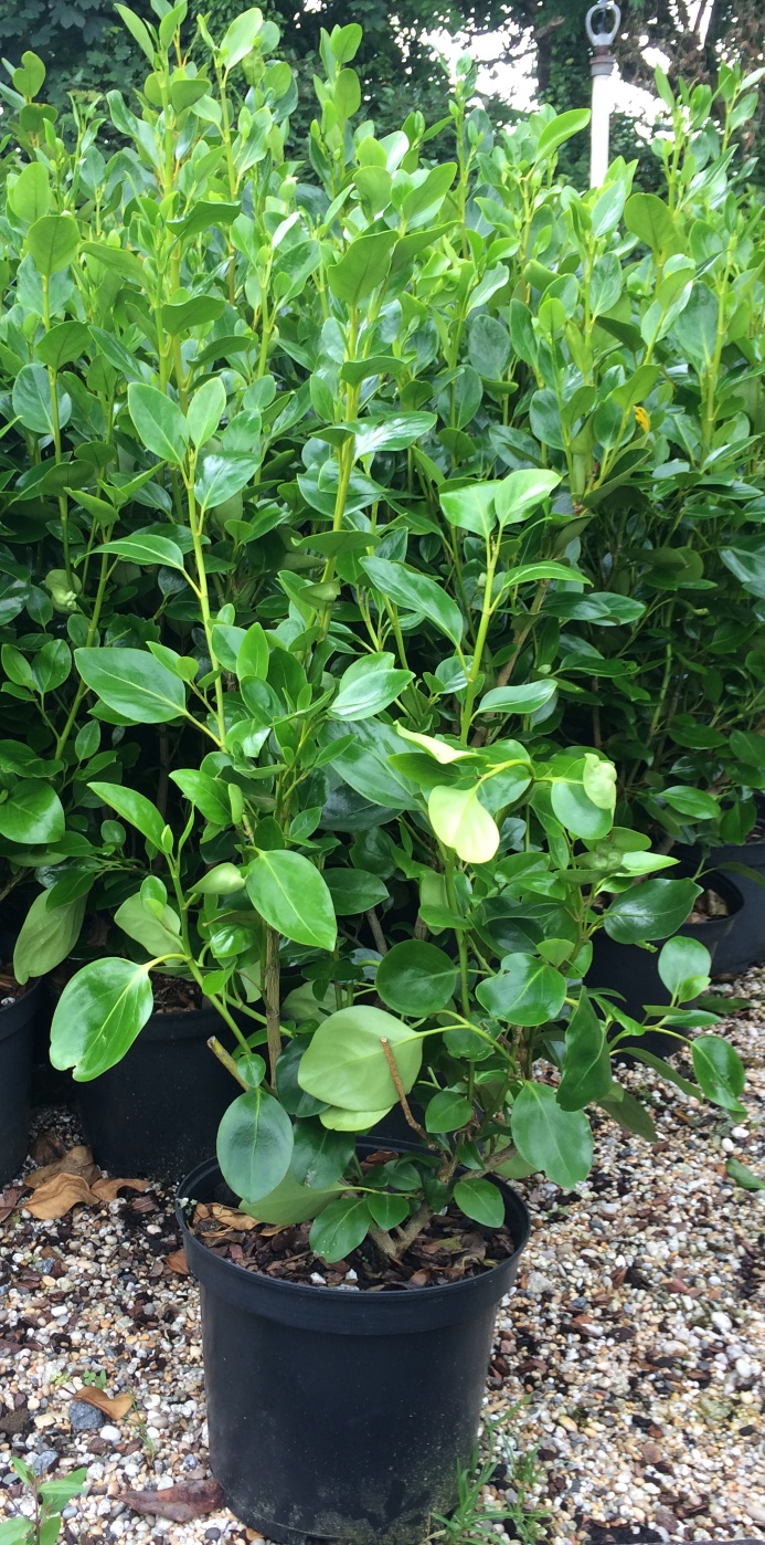 Buy Griselinia Green Horizon hedging plant from Trevena Cross