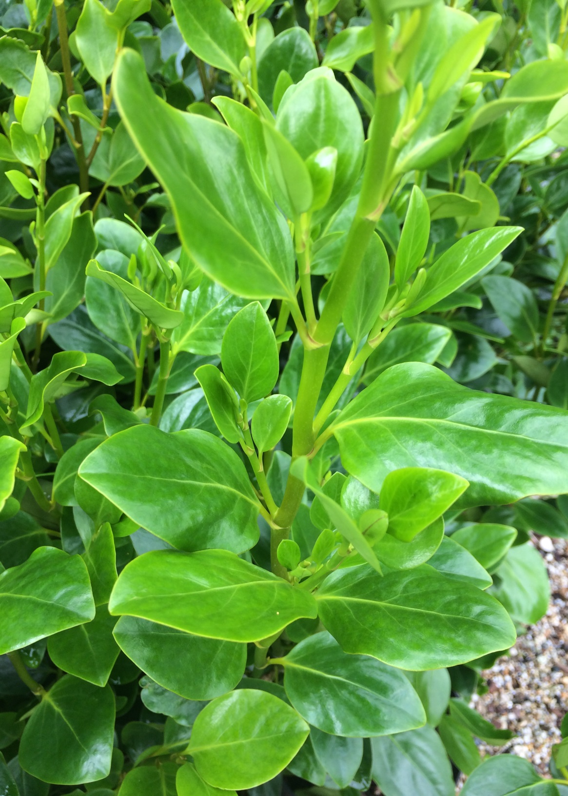 Buy Griselinia Green Horizon hedging plant from Trevena Cross