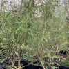 Olearia-Laxifolia