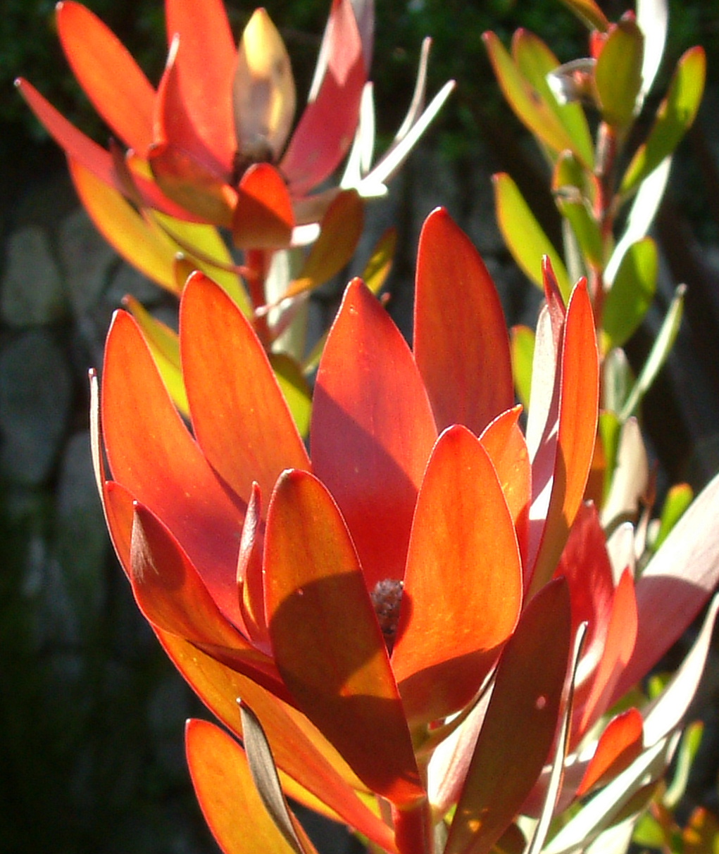 Buy Leucadendron Safari Sunset at Trevena Cross garden centre