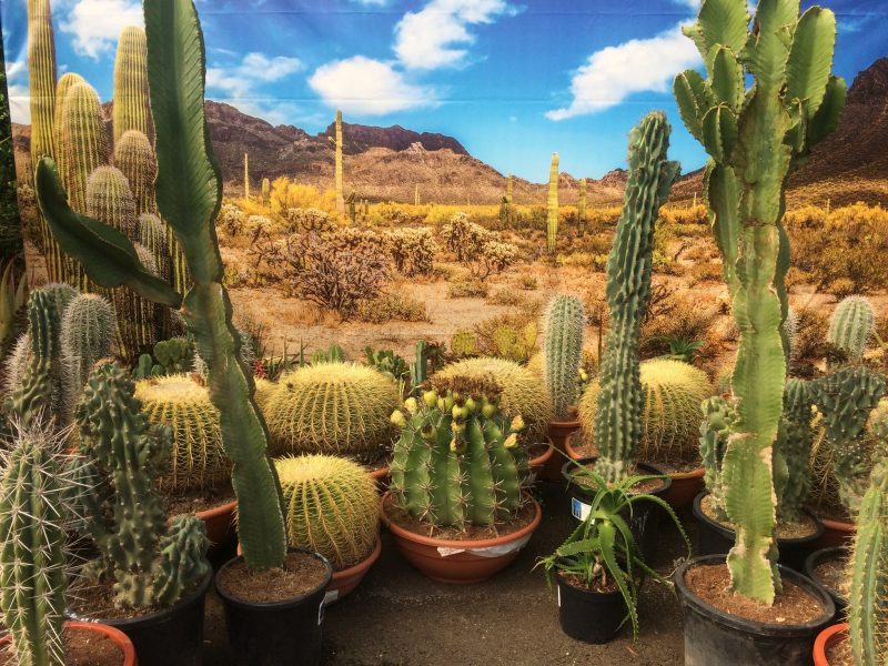 New cacti display at Trevena Cross, so good you could be in the desert!