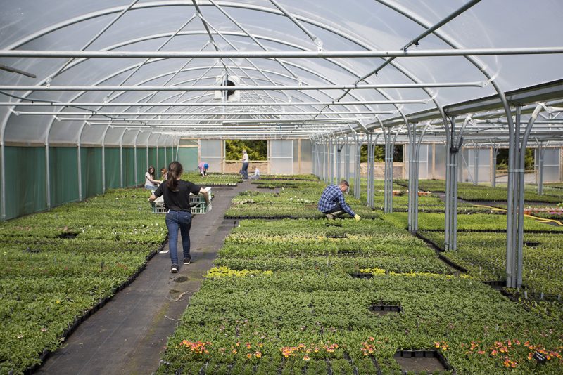 Surplus small plant stock available to buy at Trevena Cross