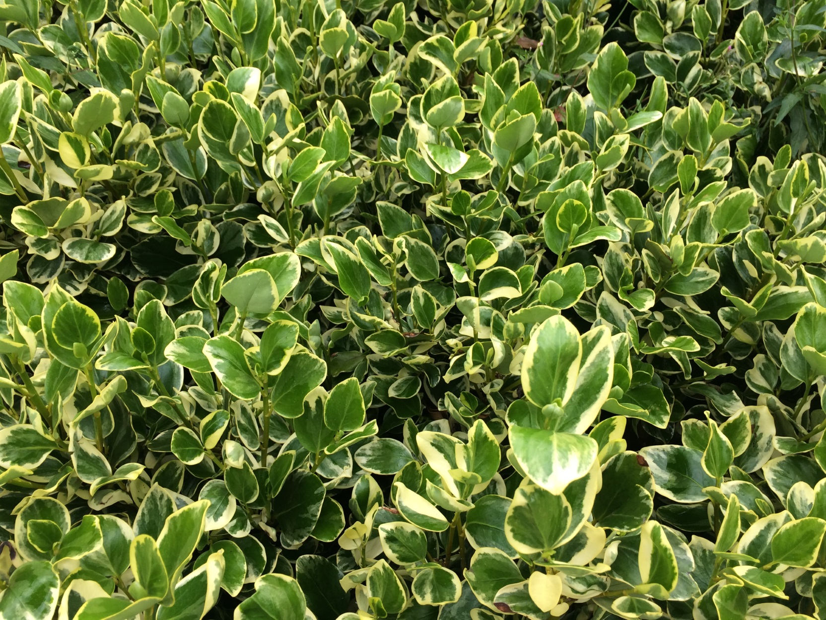 Buy Griselinia Variegata hedging plants from Trevena Cross