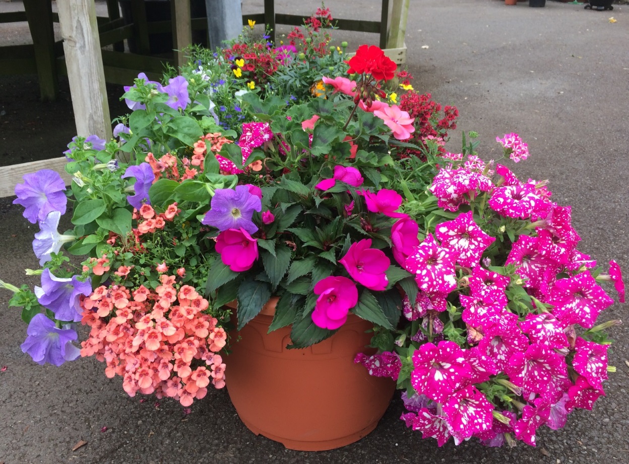 Do you have the BEST Bedding Plant Display? Enter our New