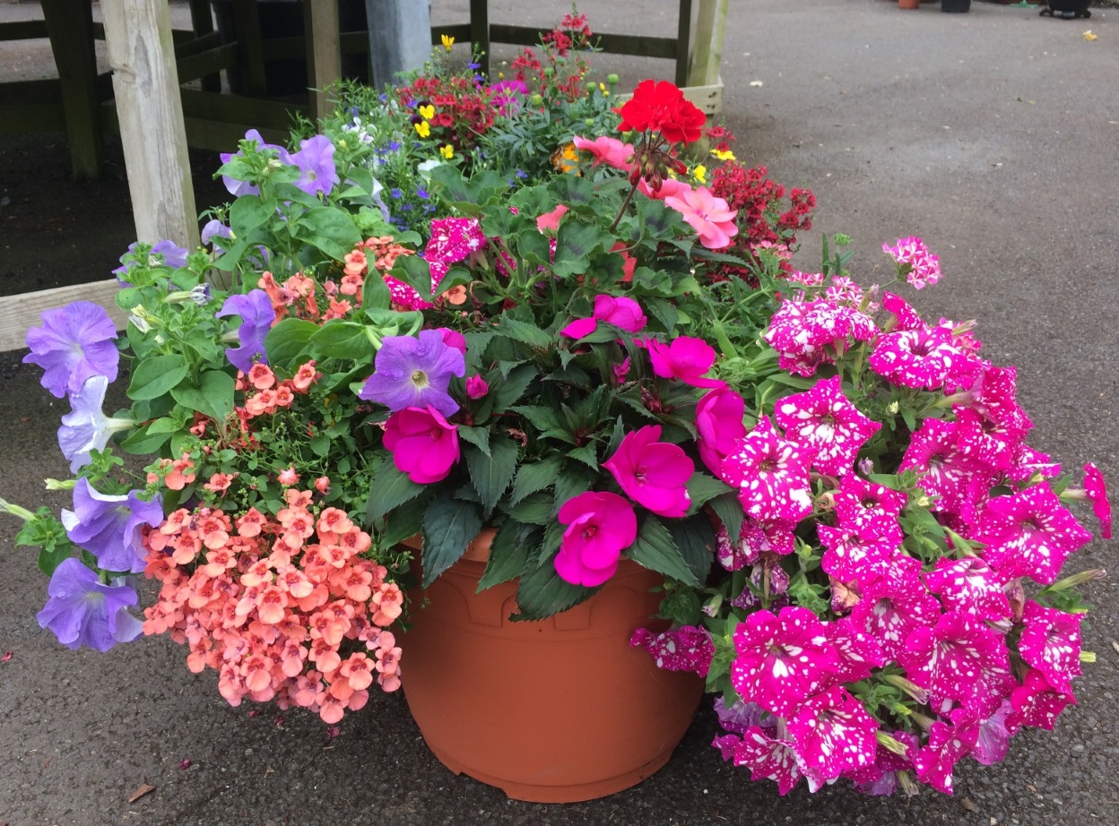 Do you have the BEST Bedding Plant Display? Enter our New Competition