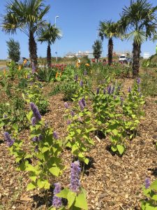 Plants on Falmouth Road roundabout