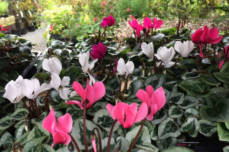 Get ready for autumn planting and autumn colour with Trevena Cross