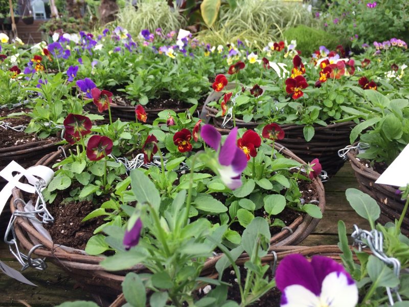 Do you have the BEST Autumn Bedding Plant Display?