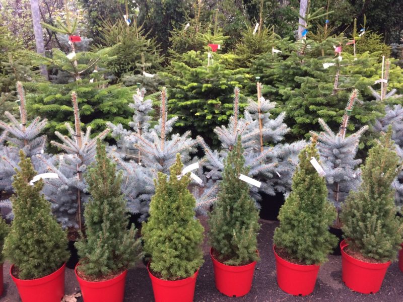 Potted Christmas trees at Trevena Cross