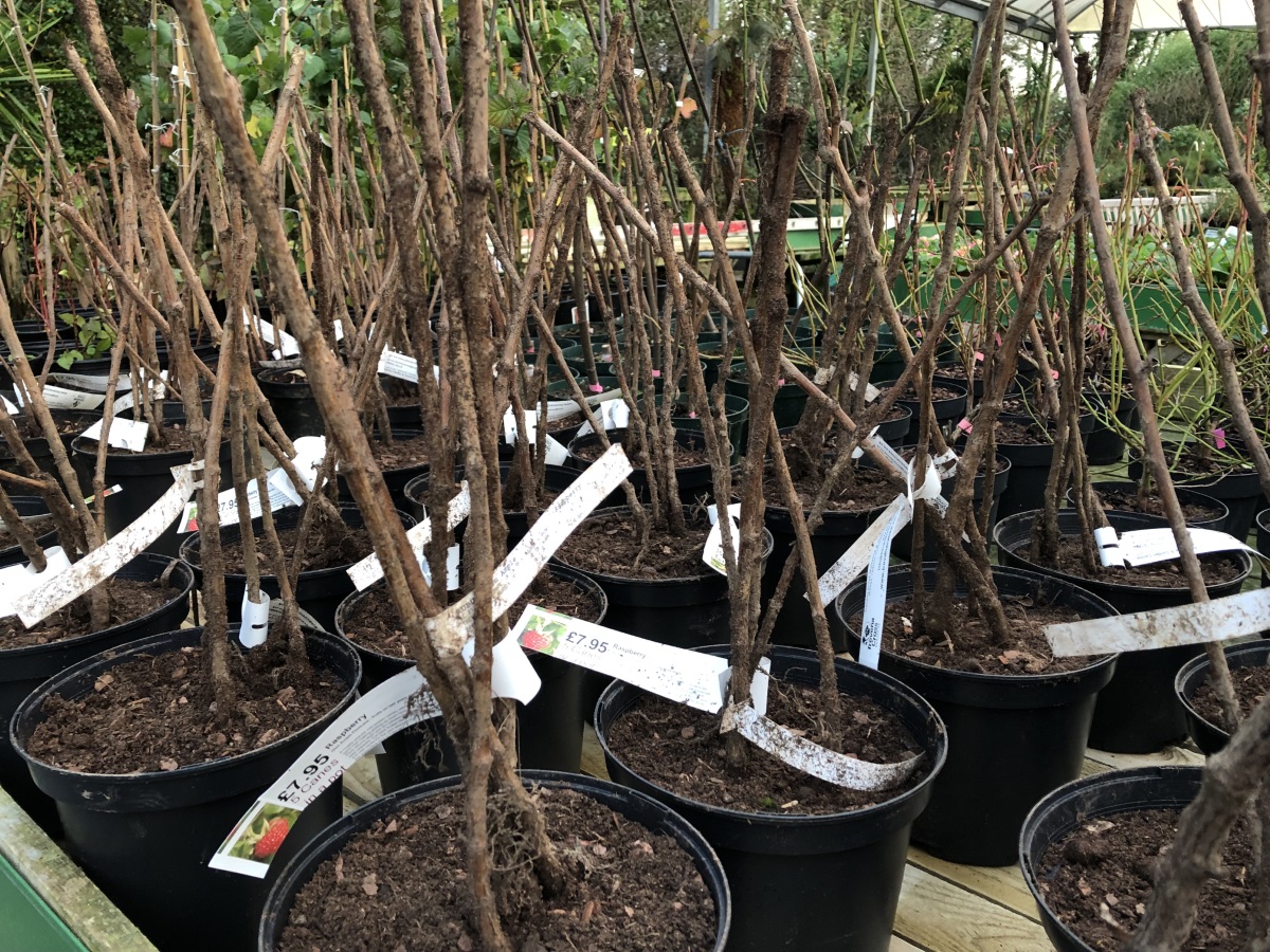 Growing Raspberries From Bare Root Raspberry