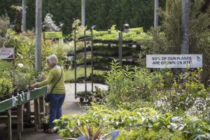 Undercover plant area on garden centre
