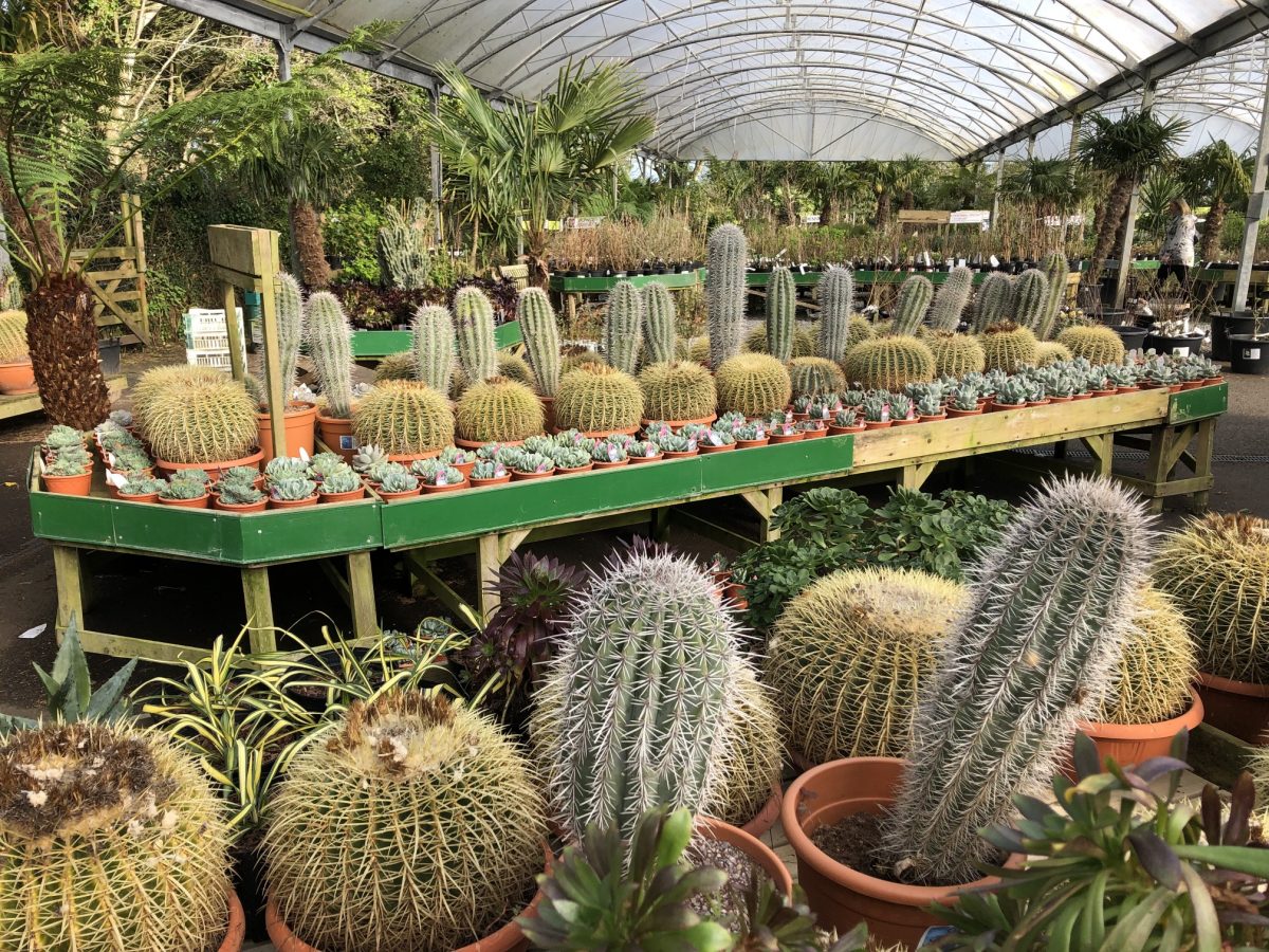 Cacti Display Spring 2019 - Trevena Cross