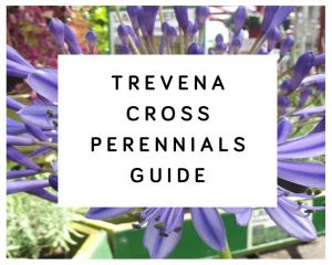 Trevena Cross Perennials Guide