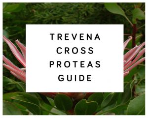 Trevena Cross Proteas Guide