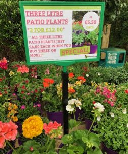 Three litre patio plants 3 for £12