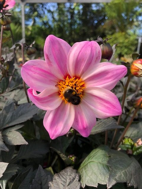 pink dahlia flower with bee
