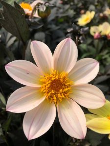 Pale dahlia flowerhead