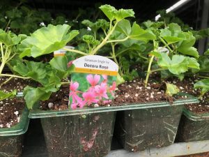Geranium bedding plants at Trevena Cross