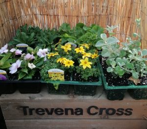 Bedding and Patio selection at Trevena Cross
