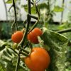 Tomato plant - Trevena Cross Nursery