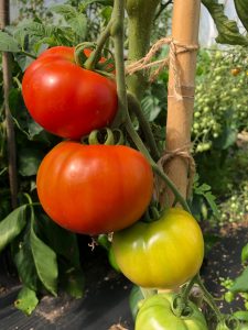 Ripening tomatoes - Trevena Cross Nursery