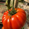 Beefstake tomato - Trevena Cross Nursery