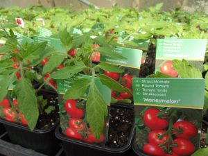 Tomato Moneymaker Plant