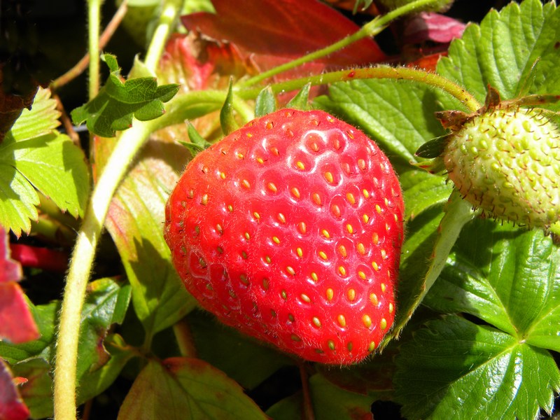 red strawberry on plant