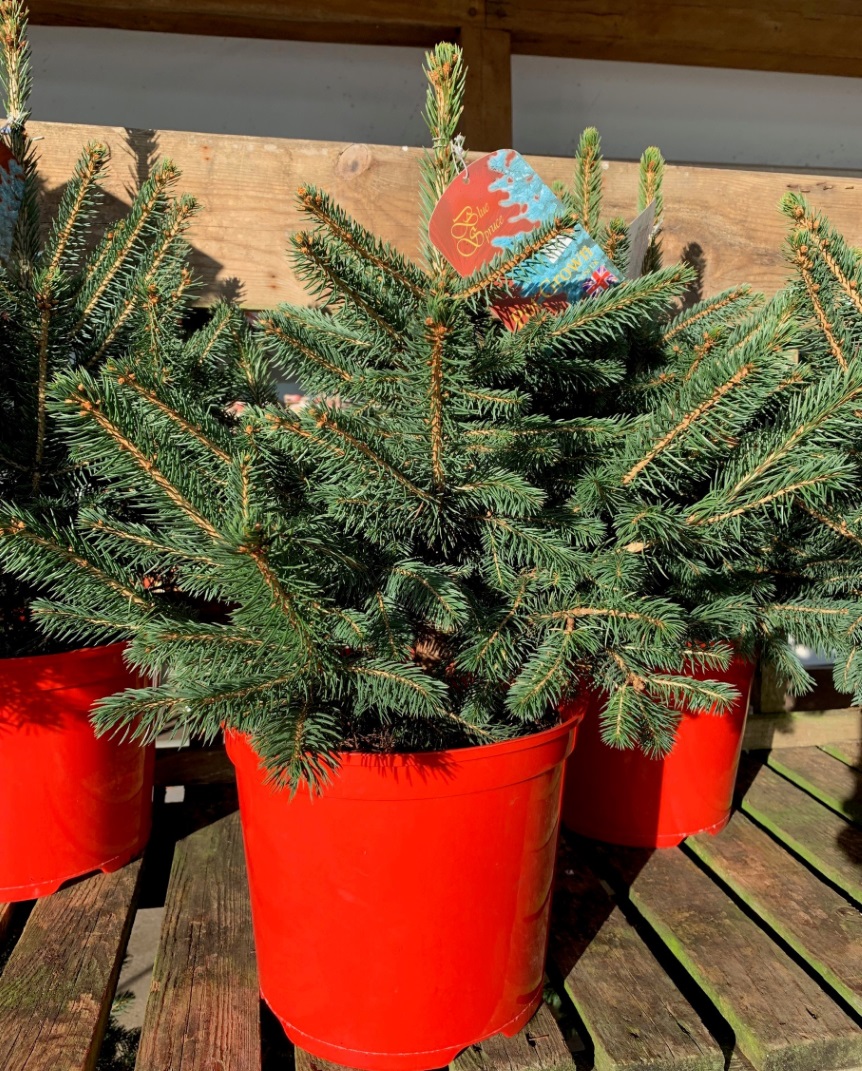 Buy a small Blue Spruce Christmas tree at Trevena Cross