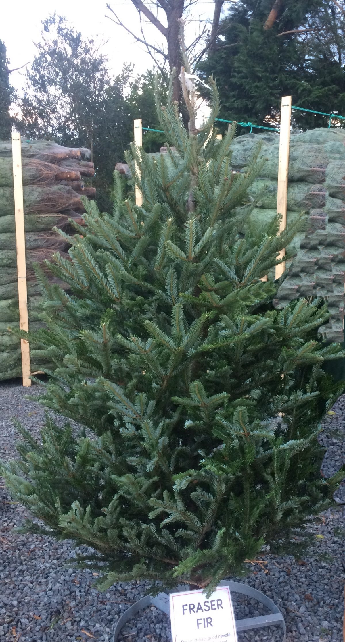 Buy a 6ft cut Fraser Fir Christmas Tree at Trevena Cross