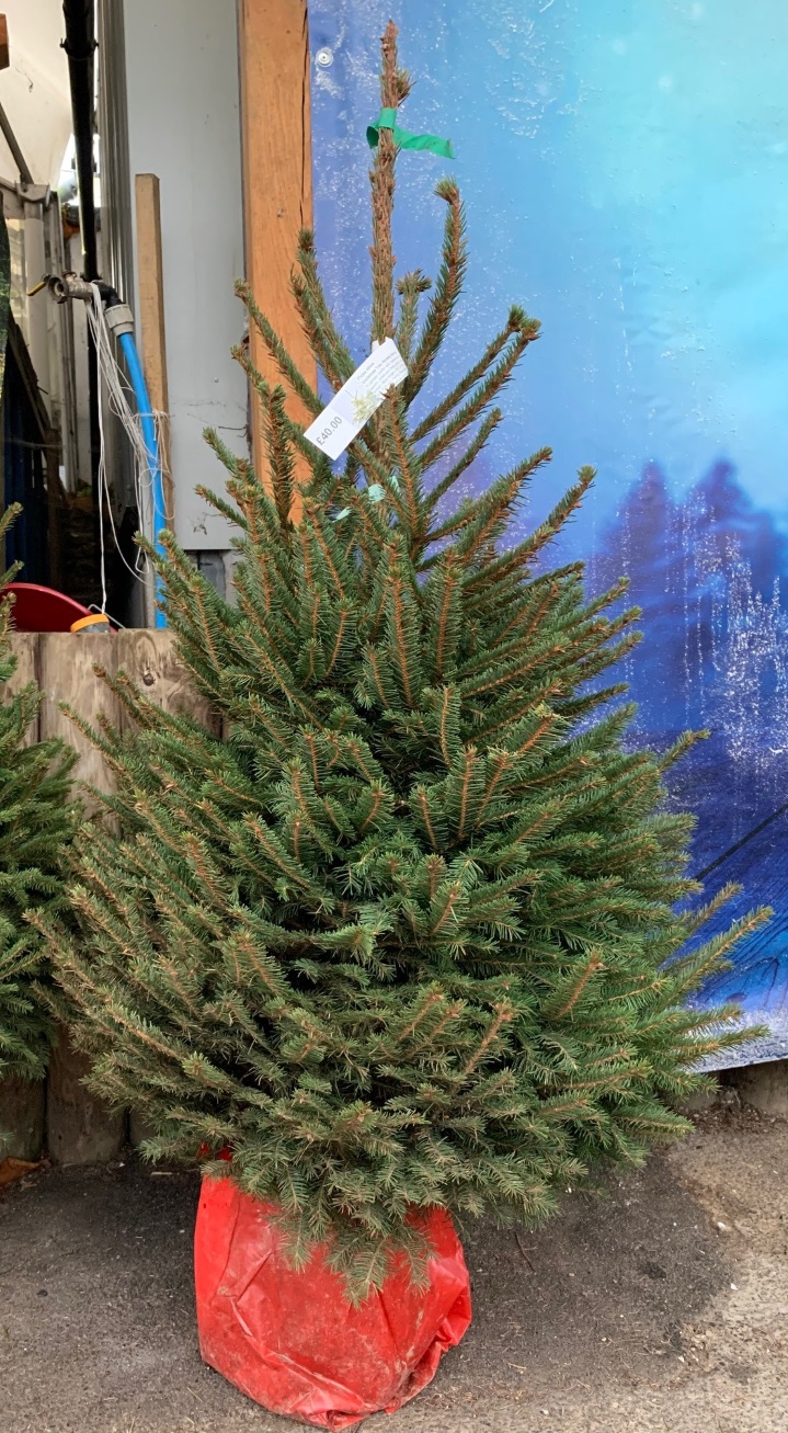 Buy a pot grown Norway Spruce (45ft) Christmas tree at Trevena Cross