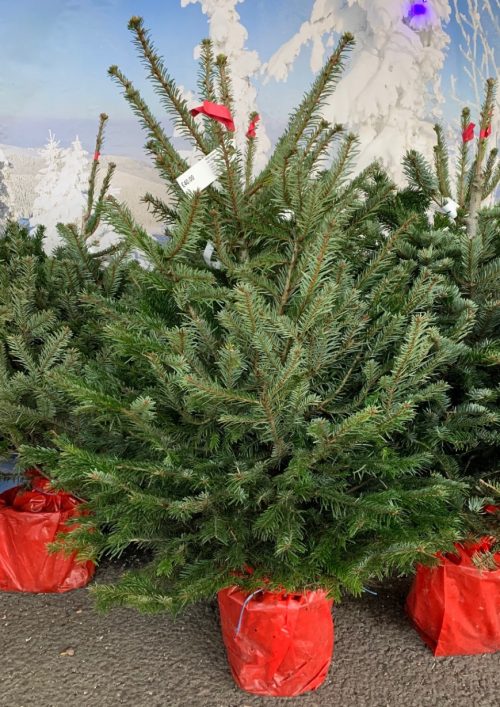 Buy a pot grown Nordmann Fir Christmas Tree at Trevena Cross