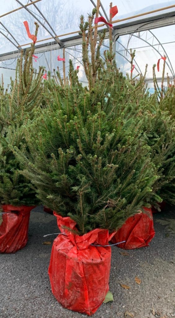 Buy a pot grown Norway Spruce (34ft) Christmas tree at Trevena Cross