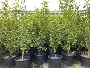 Large Griselinia hedging plants