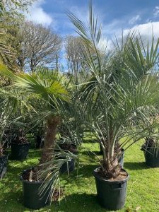 Palms at Trevena Cross