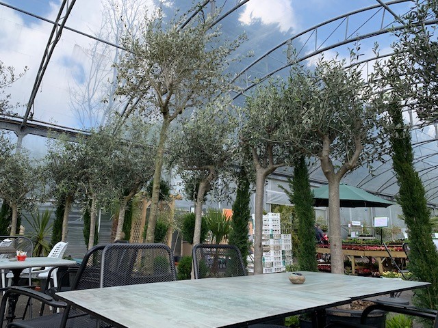 olive trees around cafe seating area