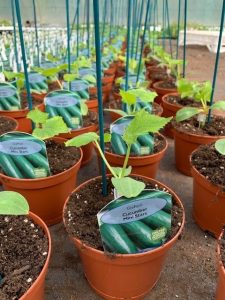 Grow your own cucumbers at Trevena Cross