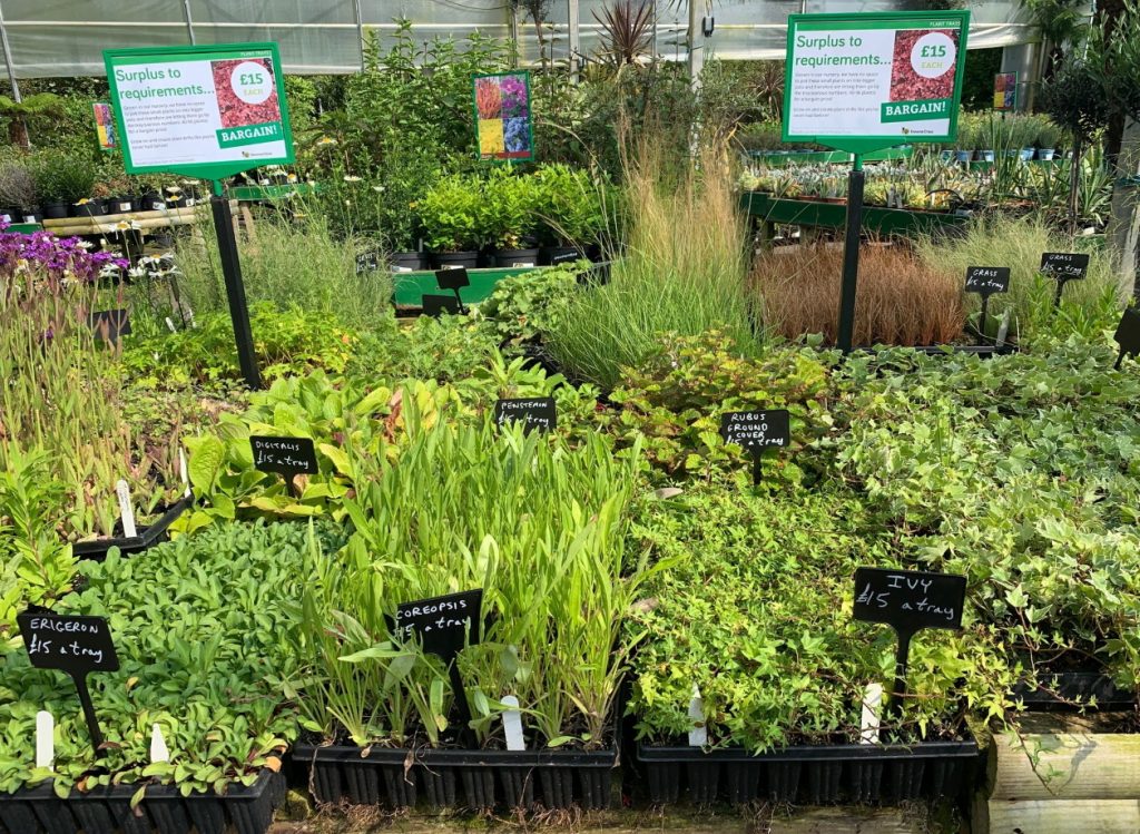 Tray of small plants £15 at Trevena Cross