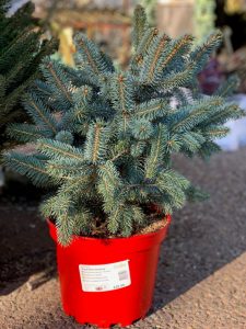 Blue spruce pot tree 2021