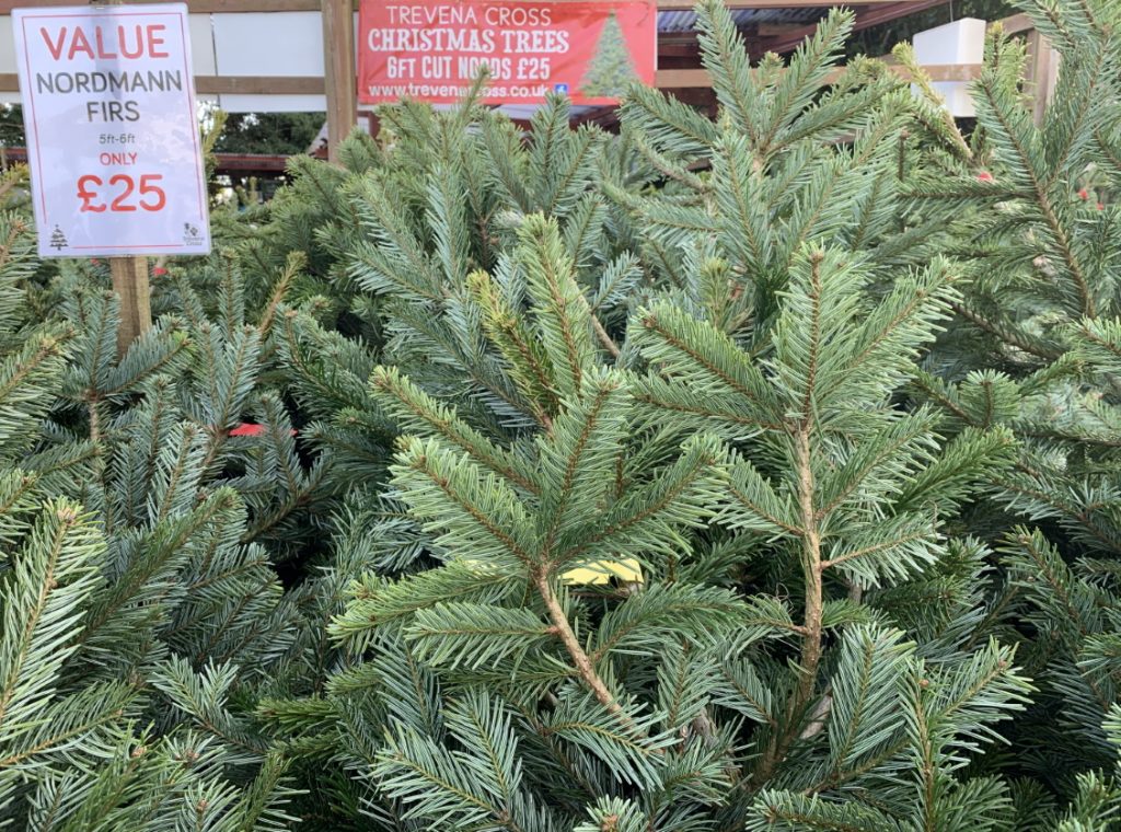 Value Christmas Trees at Trevena Cross