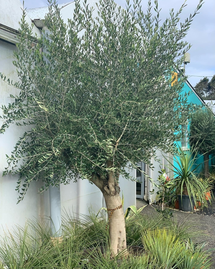 Olive tree at Trevena Cross