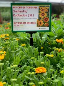 Gaillardia/Rudbeckia - Buy One Get One Free